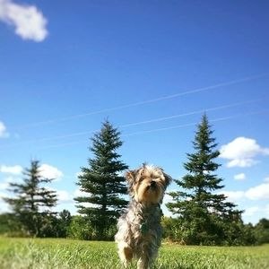 Meet your Posher, Carol